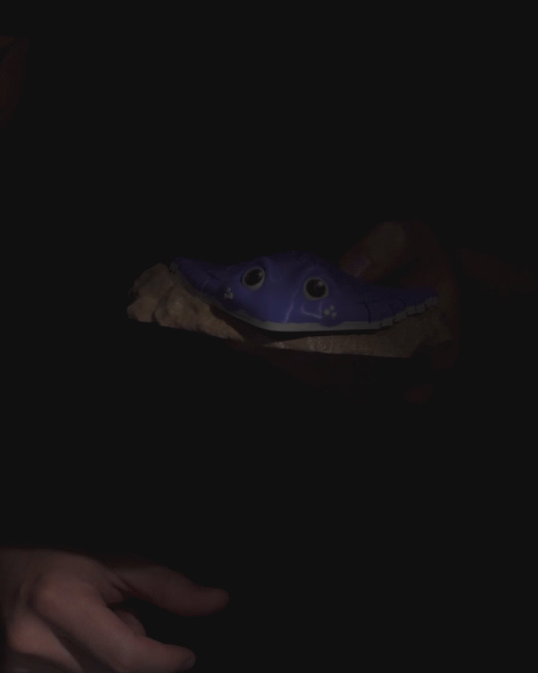 Load video: Ray, the Manta Ray